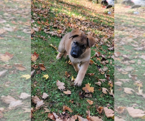 Medium Photo #3 German Shepherd Dog Puppy For Sale in LITCHFIELD, MI, USA