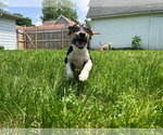 Small #40 Treeing Walker Coonhound Mix