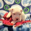 Small Photo #252 Dogo Argentino Puppy For Sale in PINEVILLE, MO, USA