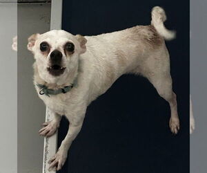 Chihuahua-Unknown Mix Dogs for adoption in Chico, CA, USA