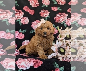 Cavapoo Puppy for sale in NEW PROVIDENCE, PA, USA