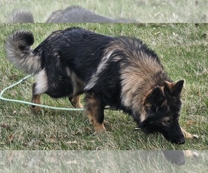 Father of the German Shepherd Dog puppies born on 06/25/2026