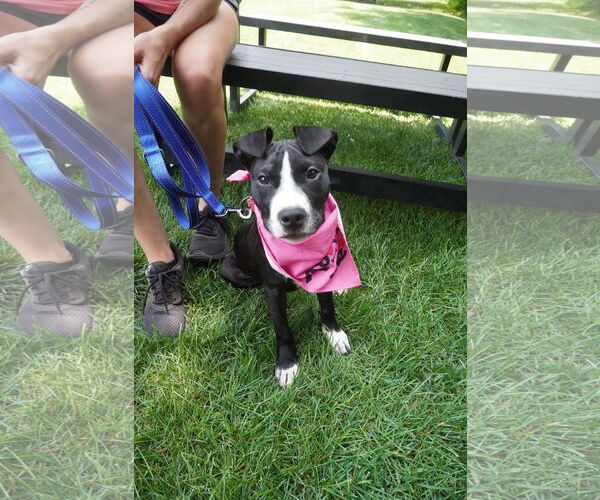 Medium Photo #2 American Pit Bull Terrier-American Staffordshire Terrier Mix Puppy For Sale in Chester, VA, USA