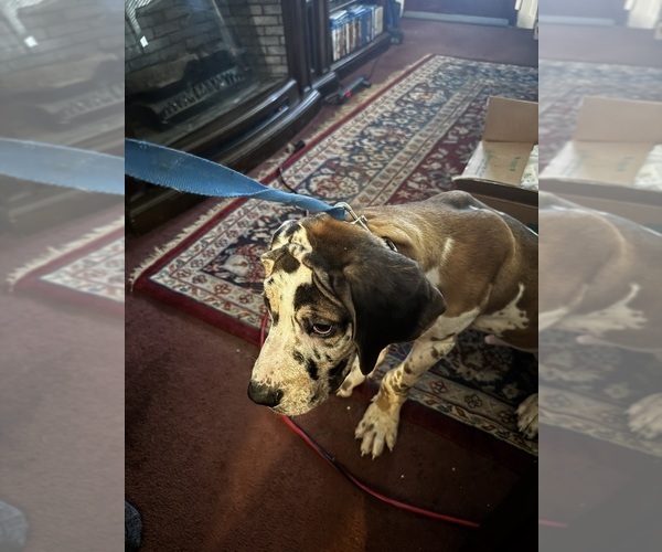 Medium Photo #2 Great Dane Puppy For Sale in ALIQUIPPA, PA, USA