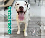 Small #10 Staffordshire Bull Terrier Mix