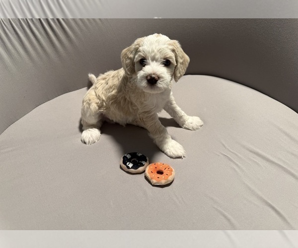 Medium Photo #5 Bernedoodle (Miniature) (+ Poodle Miniature) Puppy For Sale in BREA, CA, USA
