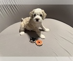 Small Photo #5 Bernedoodle (Miniature) (+ Poodle Miniature) Puppy For Sale in BREA, CA, USA
