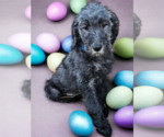 Small Photo #8 Goldendoodle Puppy For Sale in McKinney, TX, USA
