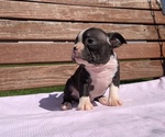 Small #7 Boston Terrier