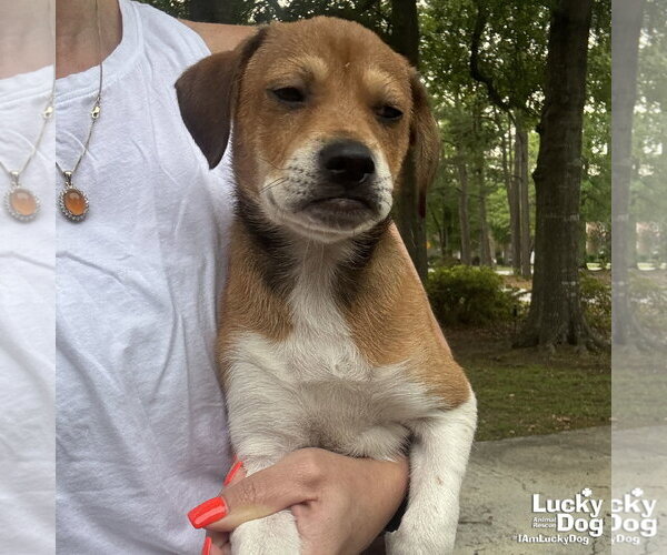 Medium Photo #2 Doxle Puppy For Sale in Washington, DC, USA
