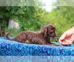 Small #9 Poodle (Toy)-YorkiePoo Mix