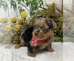 Small #4 Shorkie Tzu