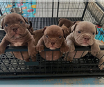 Small American Bully