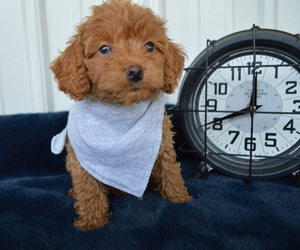 Cock-A-Poo Puppy for sale in HONEY BROOK, PA, USA