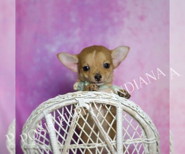 Medium Photo #19 Chihuahua Puppy For Sale in WARSAW, IN, USA