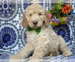 Poodle (Standard) Puppy for sale in LANCASTER, PA, USA