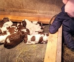 Small Photo #5 English Springer Spaniel Puppy For Sale in LEWISBERRY, PA, USA