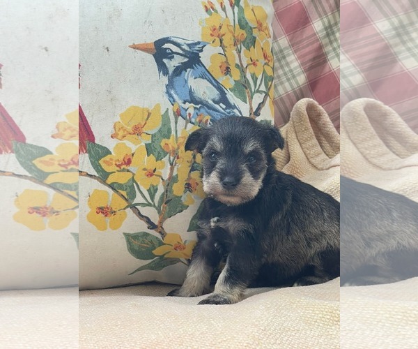 Medium Photo #2 Mutt Puppy For Sale in HOPKINSVILLE/PRINCETON, KY, NH, USA