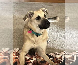 Mutt Dogs for adoption in Spring Lake, NJ, USA