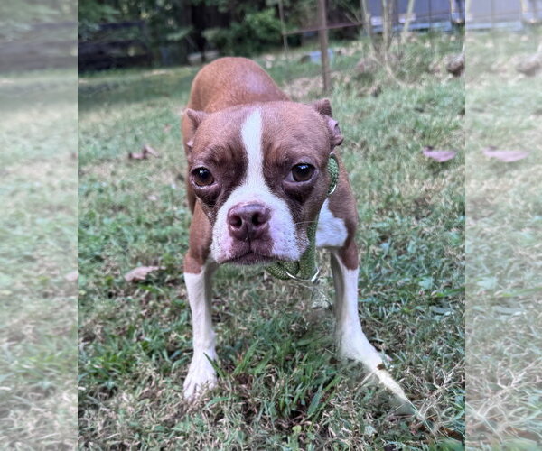 Medium Photo #1 Boston Terrier Puppy For Sale in Parker Ford, PA, USA
