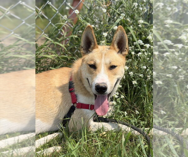 Medium Photo #11 Siberian Husky-Unknown Mix Puppy For Sale in Bemidji, MN, USA