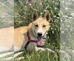 Small #10 Siberian Husky Mix