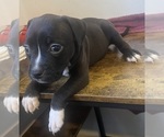Puppy Sable American Pit Bull Terrier