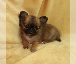 Chihuahua Puppy for sale in MUSKOGEE, OK, USA