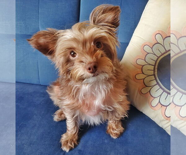 Medium Photo #1 Mutt Puppy For Sale in Temecula, CA, USA