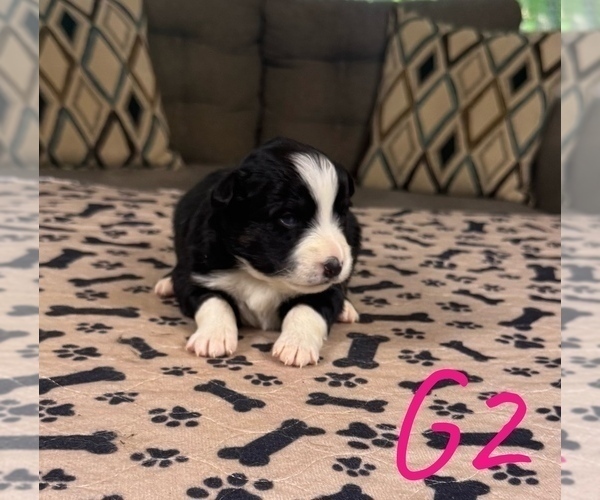 Medium Photo #33 Australian Shepherd Puppy For Sale in SALISBURY, NC, USA