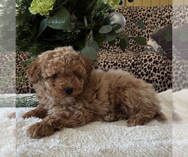 Medium Photo #3 Poodle (Toy) Puppy For Sale in PARADISE, PA, USA