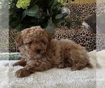 Small #2 Poodle (Toy)