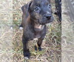 Small #2 Black Mouth Cur-Labrador Retriever Mix