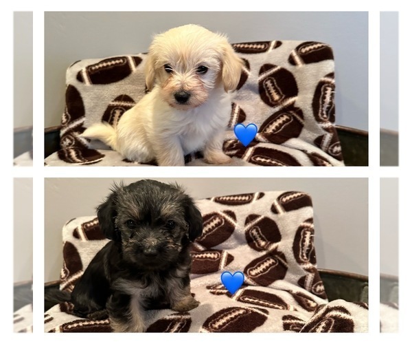 Medium Photo #3 Morkie Puppy For Sale in LUDLOW, MO, USA