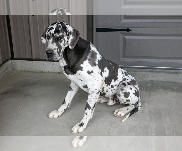 Medium Photo #1 Great Dane Puppy For Sale in SHELBY, OH, USA
