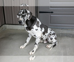Small Photo #1 Great Dane Puppy For Sale in SHELBY, OH, USA