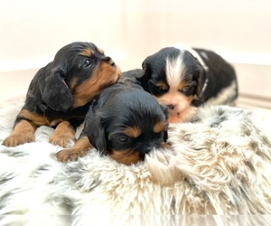 Cavalier King Charles Spaniel Puppy for sale in ELK GROVE, CA, USA