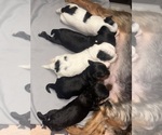 Puppy Full litter YorkiePoo