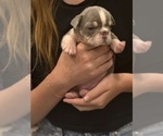 Puppy Hermoine French Bulldog