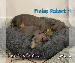 Finley Robert+ - Male Dachshund Dog for Adoption - Photo #24