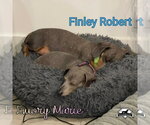 Small Photo #24 Dachshund Puppy For Sale in San Antonio, TX, USA