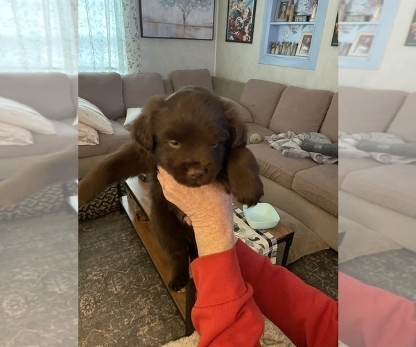 Medium Photo #1 F2 Aussiedoodle-Miniature Australian Shepherd Mix Puppy For Sale in ASHUELOT, NH, USA