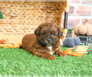 ShihPoo Puppy for sale in SYRACUSE, IN, USA