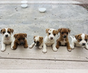 Jack Russell Terrier Litter for sale in MOUNT SOLON, VA, USA