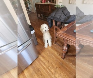 Goldendoodle (Miniature) Puppy for sale in GREELEY, CO, USA
