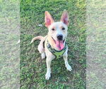 Small Labrador Retriever Mix