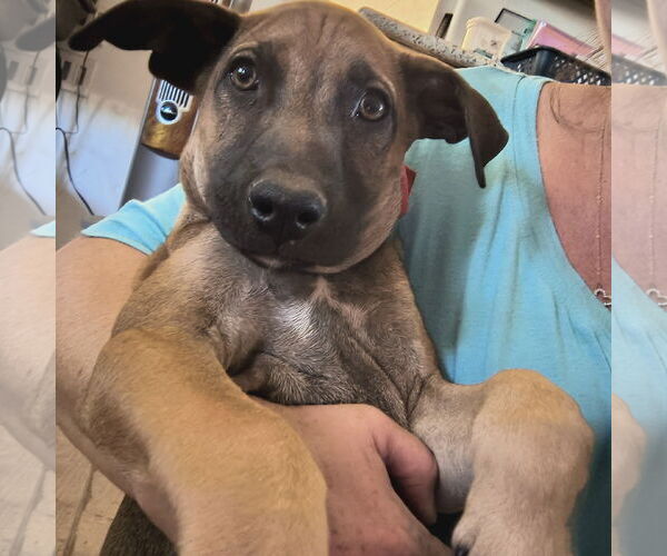 Medium Photo #7 Mutt Puppy For Sale in Fallbrook, CA, USA