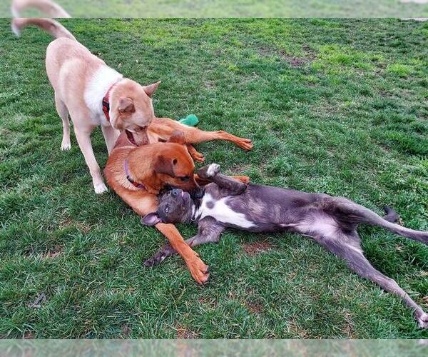 Medium Photo #4 Australian Kelpie-Unknown Mix Puppy For Sale in Elk Grove, CA, USA