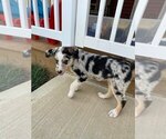 Small Photo #3 Australian Shepherd-Unknown Mix Puppy For Sale in JEROMESVILLE, OH, USA