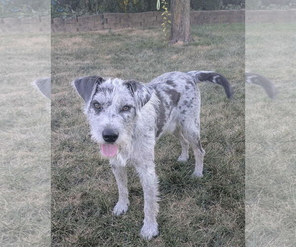 Medium Photo #4 Aussiedoodle Puppy For Sale in Germantown, OH, USA